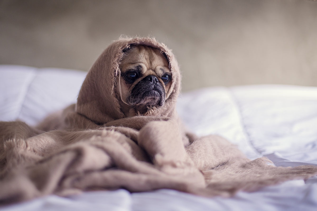 Dog Flu – Does Your Dog Need Protecting?